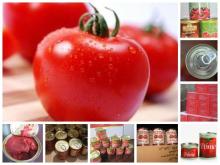 good quality of canned tomato paste