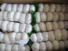  Pure   white  garlic  crop   2011 