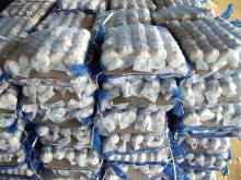 5kg mesh bag fresh normal white garlic