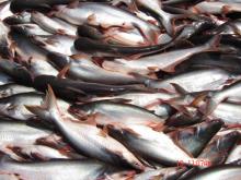 FROZEN  PANGASIUS  ( BASA ) CATFISH