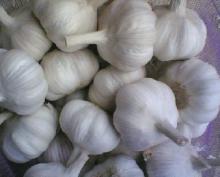 Natural White Garlic