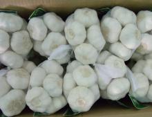 Snow White Garlic