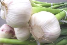 Natural Garlic