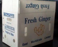  Young   Fresh   Ginger 