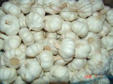 fresh pure white garlic