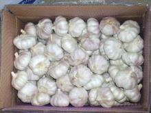 normal white garlic