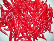 dried red  chilli es with  stem 