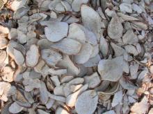 sweet potato chip feed grade