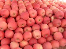 delicious red fuji apples from China