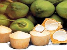 young coconut