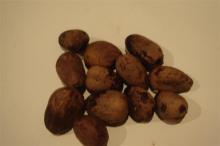 Shea Nut