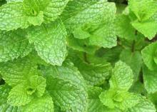 Teas and herbs
