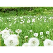  Dandelion   Root  Extract