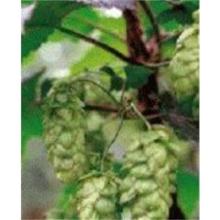 Hops Extract