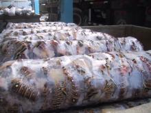 Whole Cooked Frozen Lobster (jasus lalandii)