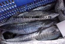 Frozen Spanish Mackerel Fish