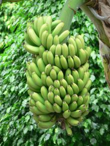 green babanas for sale