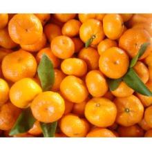 Nanfeng mandarin for sale