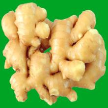 supply fresh ginger