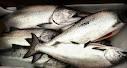 SALMON FISH