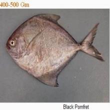 IQF Frozen Black Pomfret (Pampus Argenteus)