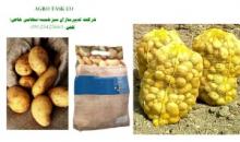 Fresh Potato,  seed  potato