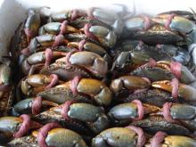Fresh Super Crab