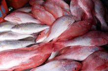 Red snapper