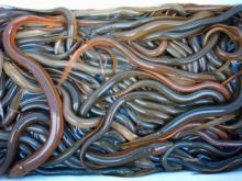 Fresh EEL