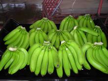 cavendish banana