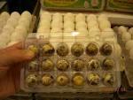 Hatching Montezuma quail eggs