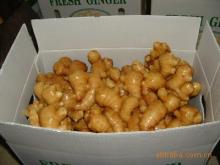 fresh ginger export to U.S.A.