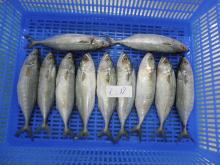 Indian Mackerel