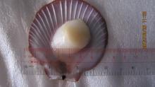 Frozen scallop Chlamys Nobilis meat