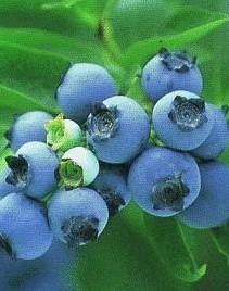 Bluberry Anthocyanidins