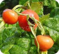 Natural Vitamin C from Rosa davurica