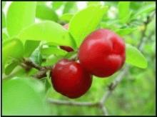  Natural   Vitamin   C  from A c erola  C herry