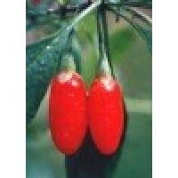 Barbary Wolfberry Fruit powder