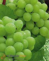 Grape seed P.E