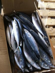  mackerel  in  brine 