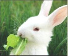 food grade sodium diacetate for animal