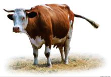  feed  grade sodium diacetate for  cattle 