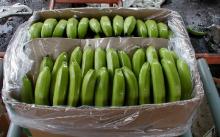 fresh banana