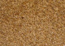 Animal Feed, canary   seed s