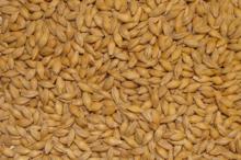 Animal Feed,Barley
