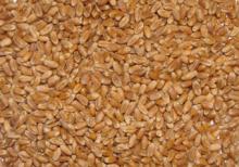  Animal   Feed , Wheat 