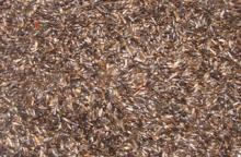 Animal Feed, Niger   Seed s