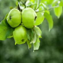 Apple Extract
