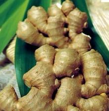 Ginger Concentrate