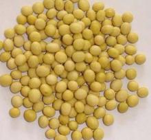 soybean extract